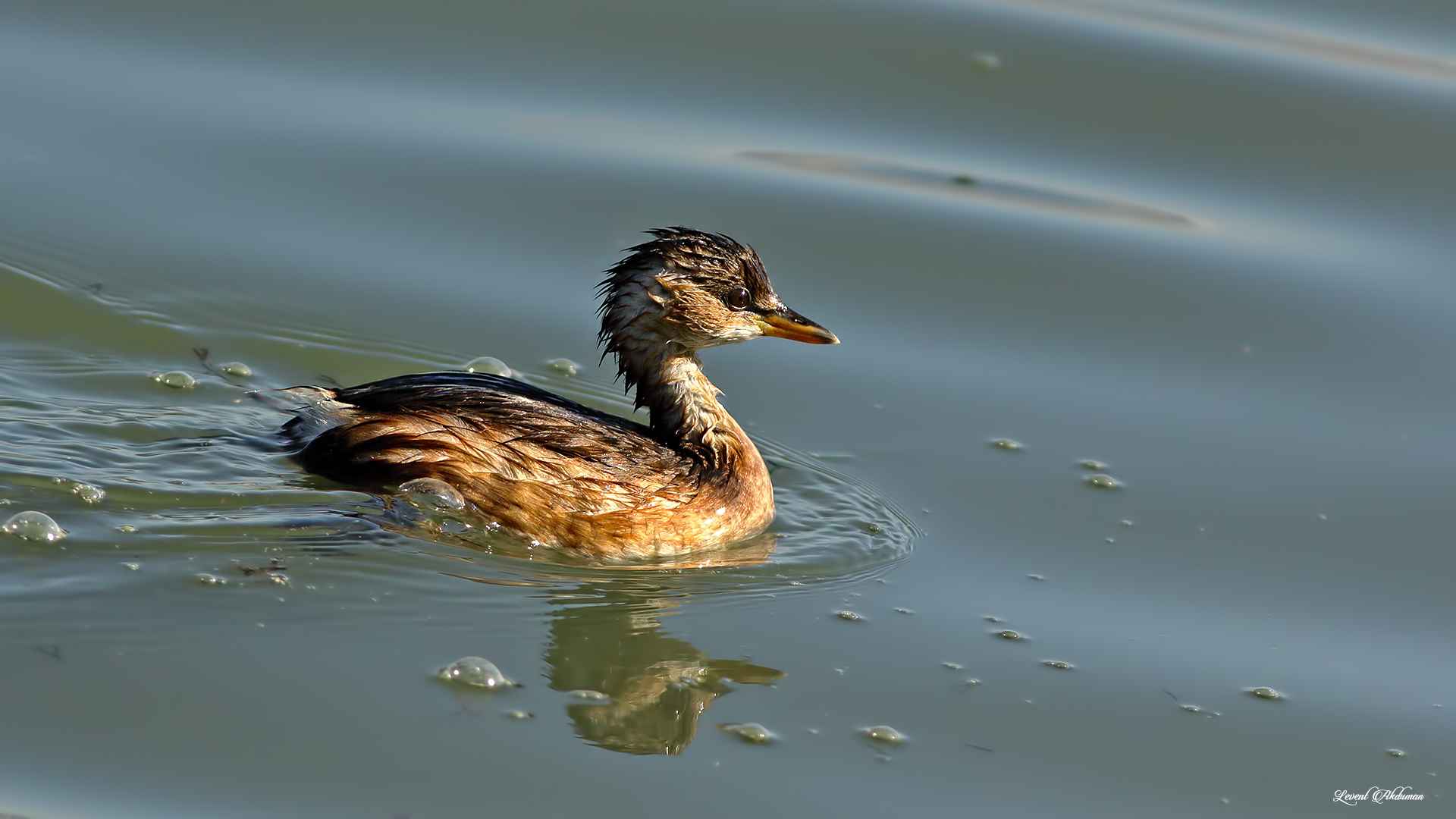 Little Grebe
